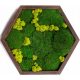 MOSS PICTURE MOSS LIVING PICTURA CADOU DECORATIE ECO XL