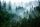 Fototapet GREEN FOREST IN THE FOG 294x260 Tesatura netesuta