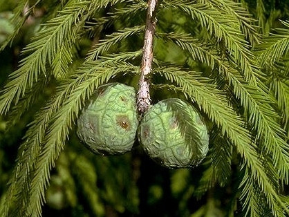  Chiparosul de noroi, un răsad frumos ÎN ghiveci