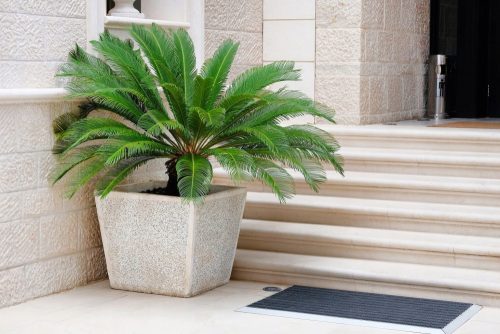  Răsad de palmier Cycas într-un recipient de 0,5 litri