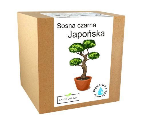  Kit de cultivare Bonsai de pin negru japonez