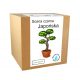  Kit de cultivare Bonsai de pin negru japonez