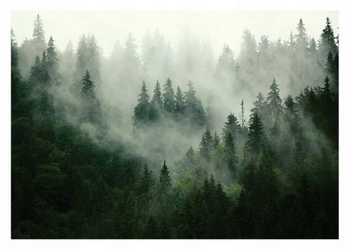 LAVABIL Forest In The Fog LAMINAT fototapet 460x300