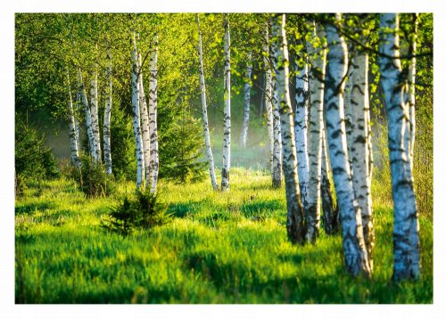 Fototapet PĂDURE DE MESTEACAN 3D Mesteacan 368x254