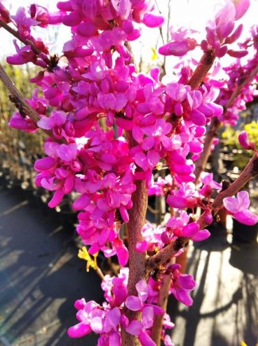  Arborele de Iuda Cercis SĂMÂNTĂRI MARI 60-100