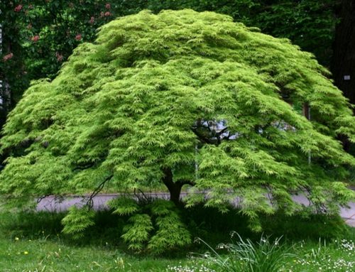  Arțar de palmier Un accent japonez în grădină