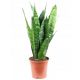  Sansevieria Zeylanica Sansevieria Plantă de șarpe