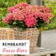  GARDEN HYDRENSION REMBRANDT ROSSO GLORY ~ 3 ani