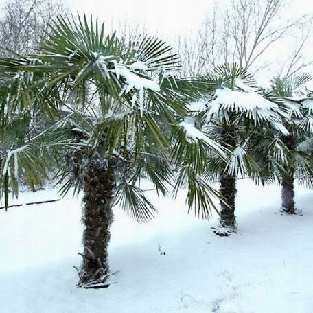  Seminte de Trachycarpus Fortunei Polonia