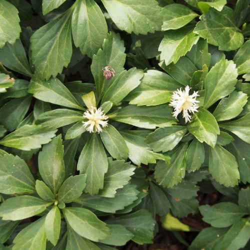  Plantwort japoneză, răsad de plante perene ornamentale