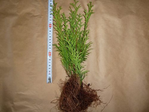  SEMINTE SMARAGD THUJA EMERALD 30CM-PLN 200/100 buc