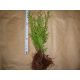  SEMINTE SMARAGD THUJA EMERALD 30CM-PLN 200/100 buc