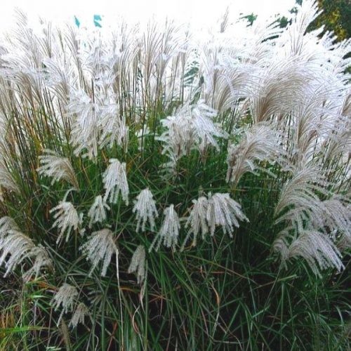  Răsad Miscanthus KLEINE SILBERSPINNE într-o oală de 2 l