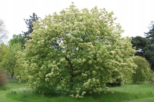  MANN ASH - FRAXINUS ORNUS SĂMĂTANTE P9