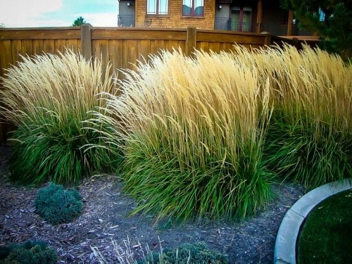  CALAMAGROSTIS VERDE SĂMĂTATE KARL FOERSTER 2Y