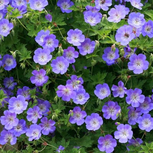  Geranium ROZANNE GERWAT răsaduri perene neobișnuite Răsad albastru-violet