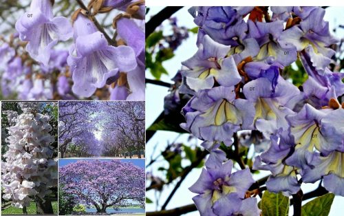  Răsad de Paulownia Oxygen Tree OXY