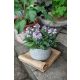  Dispune de Hosta Blue Mouse Ears