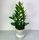  Zamioculcas Zamifolia Iron Plant Zamifolia