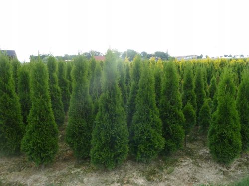 THUJA THUJA SMARAGD 150cm THUJA SMARAGD 150 CM-160CM -PLN 30/buc un hit!!