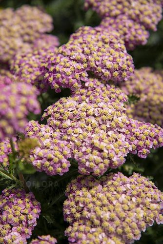  Yarrow SKYSAIL BRIGHT PINK Nou! miniatură