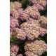  Yarrow SKYSAIL BRIGHT PINK Nou! miniatură