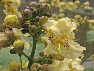  C5 CATALPA CATALPA IN FLORI GALBINE 130-150 CM.