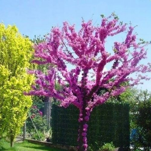  P11 JUDASUL CANADIAN CERCIS CANADENSIS