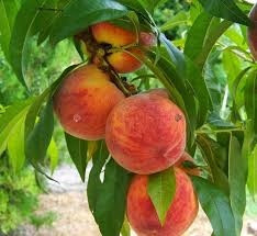  SUNCREST piersici și nectarine, răsad rădăcină goală 100-130 cm