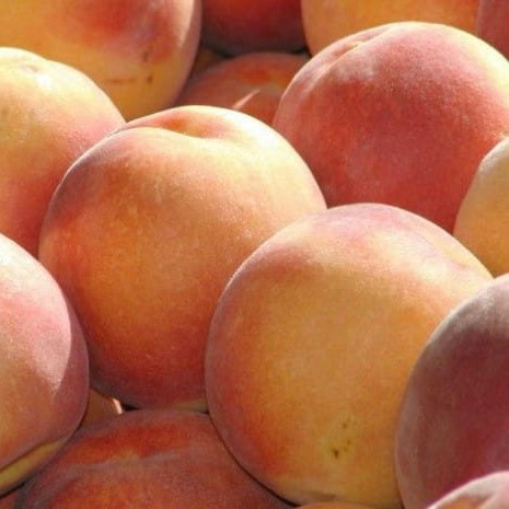  Piersici și nectarine RAKONIEWICKA răsad rădăcină goală 130-150 cm