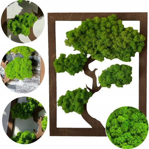 POZA DE MUSCHI, COPACUL DE MUSCHI, COPACUL DE BONSAI, POZA DE COPACUL DE MUSCHI, CADOU 50 X 40