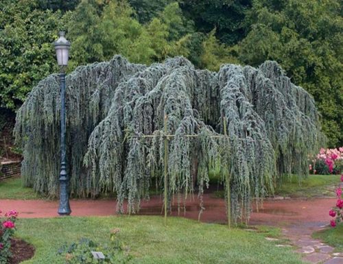  Cedru libanez Glauca Pendula 80-100cm 4L