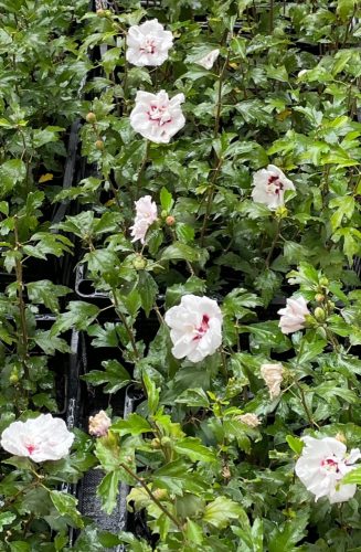  Hibiscus de grădină Hibiscus sirian LADY STANLEY Ghiveci de flori Hibiscus syriacus 2L