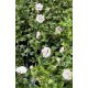  Hibiscus de grădină Hibiscus sirian LADY STANLEY Ghiveci de flori Hibiscus syriacus 2L