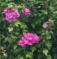  Hibiscus de grădină Hibiscus sirian DUC DE BRABANT Hibiscus în oală 2L-C2