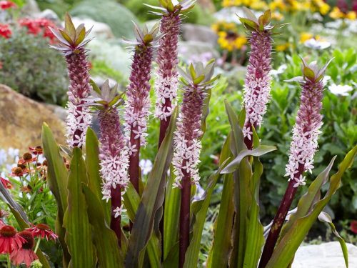  EUCOMIS | EUCOMIS | „VARA INDIANĂ” | 1 bucata.