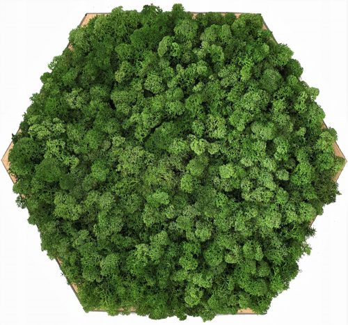 Hexagon moss Poza cu hexagon moss 38x43cm