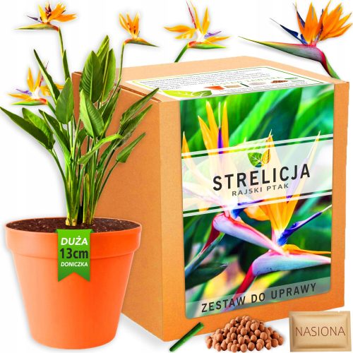  Un kit pentru cultivarea plantelor Strelitzia Królewska, semințe de Paradise Bird