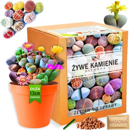  Set pentru cresterea plantelor Living Stones LITHOPS seminte suculente Culori