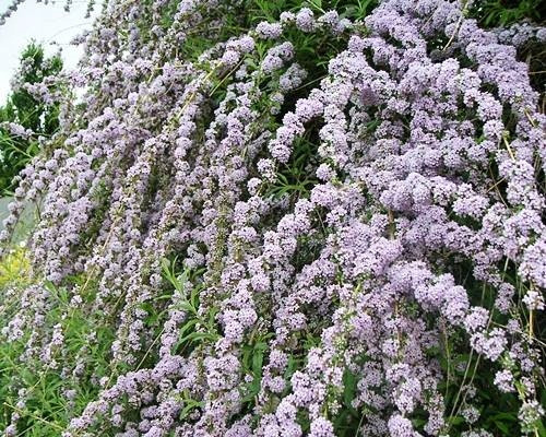  BUDDLJA FRUNZĂ RĂCUTITĂ UNIQUE PBR Buddleja alternifolia SĂMĂTANTE P9