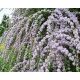  BUDDLJA FRUNZĂ RĂCUTITĂ UNIQUE PBR Buddleja alternifolia SĂMĂTANTE P9