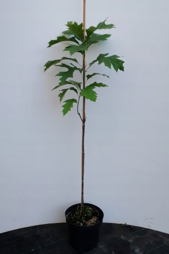  STĂJAR MUD 'GREEN PILLAR' coloană 60-80cm C4