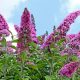  Răsaduri Buddleia ON THE TRUNK roz PINK DELIGHT - o raritate cu o culoare unică