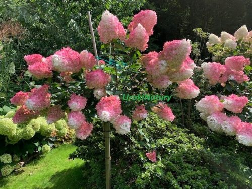  Răsaduri de hortensie într-un recipient de 3-5l, 100-130 cm