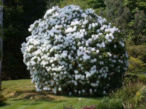  Rododendroni albi și răsaduri de azalee într-un recipient de 0,5-1l, 30-40 cm