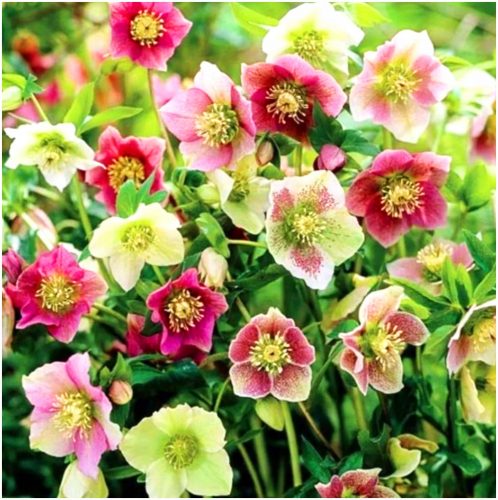  HELLEBORUS MIX răsaduri 3 buc + GRATUIT