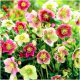  HELLEBORUS MIX răsaduri 3 buc + GRATUIT