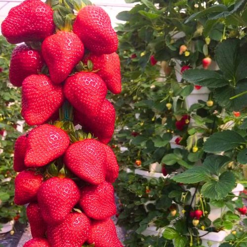  Căpșuni sălbatice și căpșuni Căpșuni Selva CEA MAI DULCE CĂTĂRĂTĂ ATÂNARE SE REPETĂ SĂMĂNȚE MARI 10 buc. răsad rădăcină goală 5-10 cm