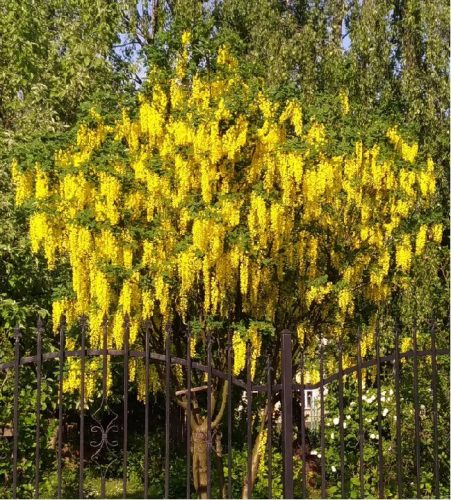  Laburnum Vossia ploaia de aur cea mai mare floare de până la 50 cm lungime CU BOURI