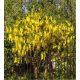  Laburnum Vossia ploaia de aur cea mai mare floare de până la 50 cm lungime CU BOURI